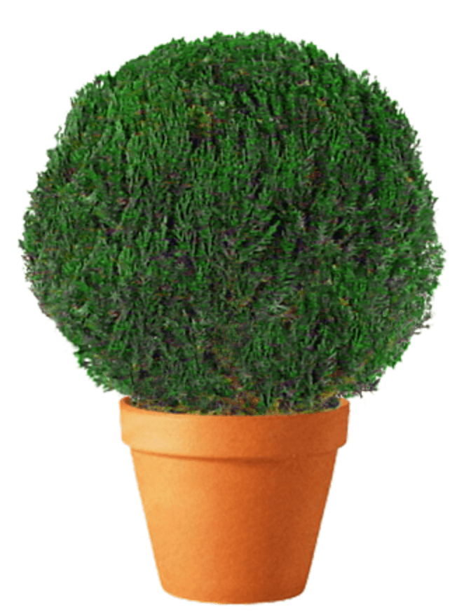 Preserved Globe Topiary 15 inch in Juniper Foliage